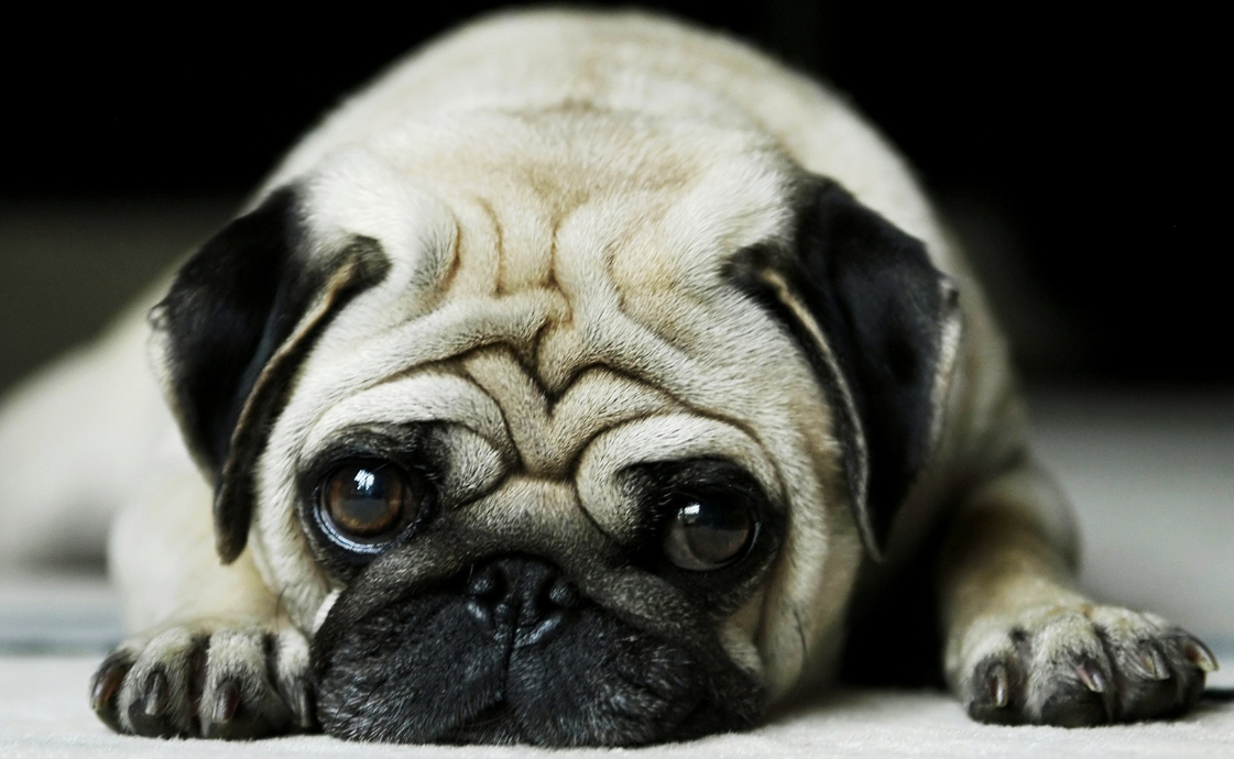 pug favourite animal